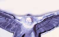 Hoheitszeichen DR-Front, Rckseite